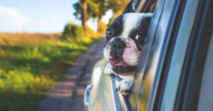 Darf ich einen Hund aus einem Auto befreien