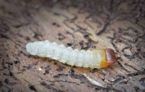 Die Larve eines Borkenkaefers. Ihm hat das Amt fuer Wald und Wild den Kampf angesagt.