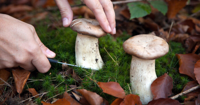 Sammeln im Wald