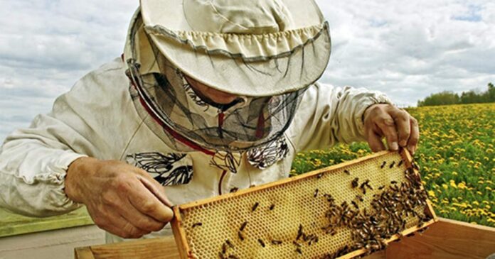 SOS Uns gehen die Bienen aus 1