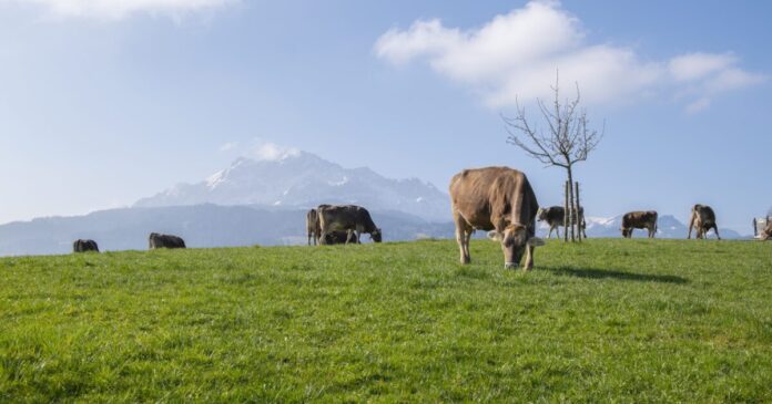 Landschaft mit Kühen