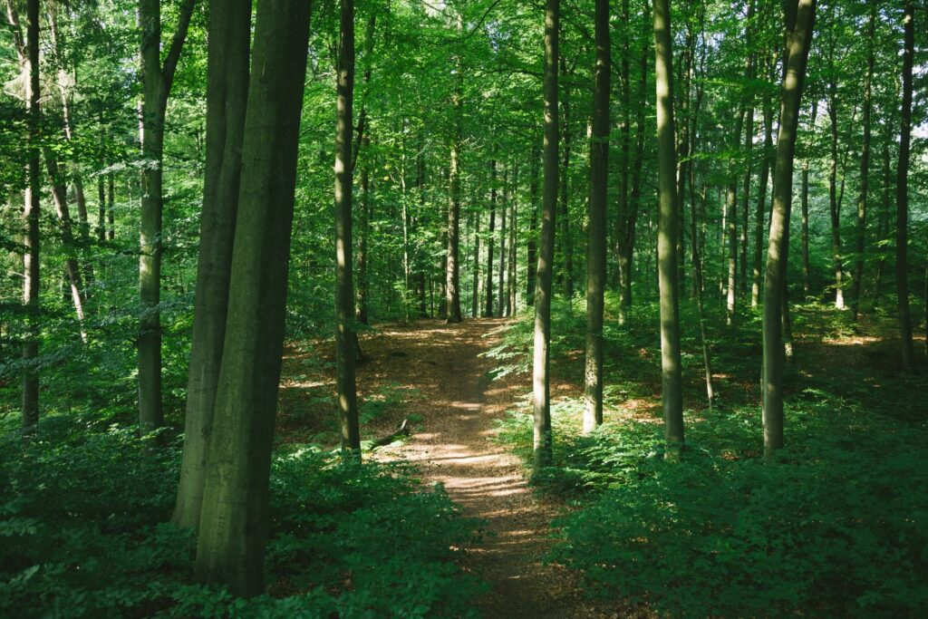 Für ein sicheres und gesundes Grillieren im Wald