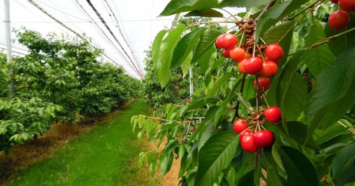 Beeren Fruechte und Blumen zum Selberpfluecken