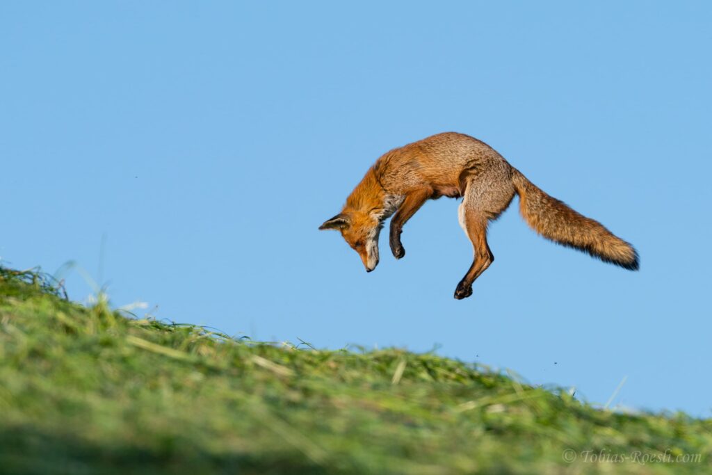 Ein Fuchs während eines Mäusesprungs