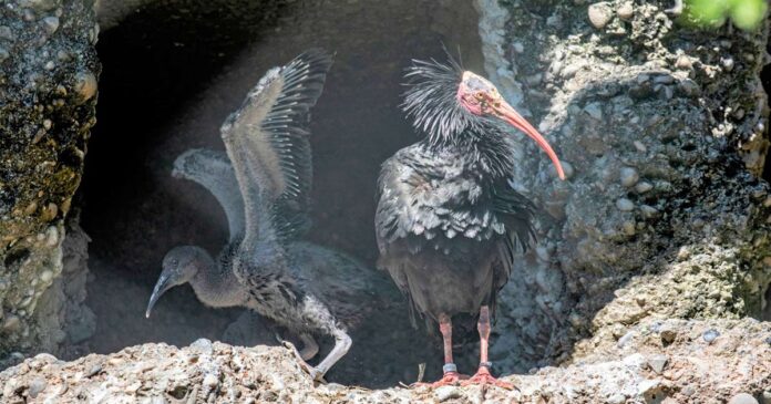 Der Waldrapp feiert mit der Unterstuetzung des Zoos Zuerich seine Rueckkehr nach Mitteleuropa