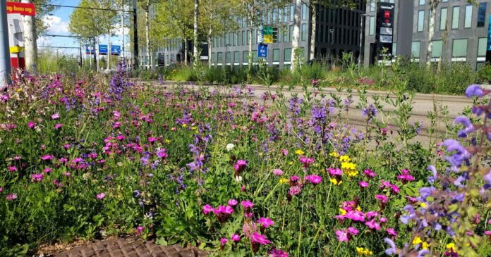 Den Wildbienen und Schmetterlingen auf der Spur