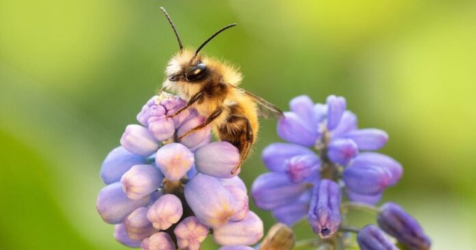 Eine Wildbiene sitzt auf einer violetten Blume.