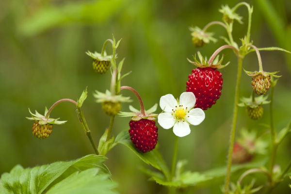 zwei Walderdbeeren und eine kleine weisse Blüte