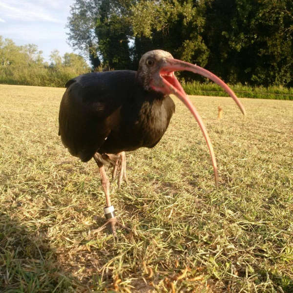 Ein junger Waldrappvogel öffnet seinen Schnabel.