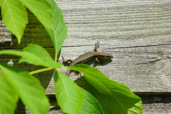 Eine Eidechse guckt unter einem Blatt hervor.