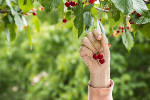 Eine Frauenhand pflückt drei Kirschen vom Baum.