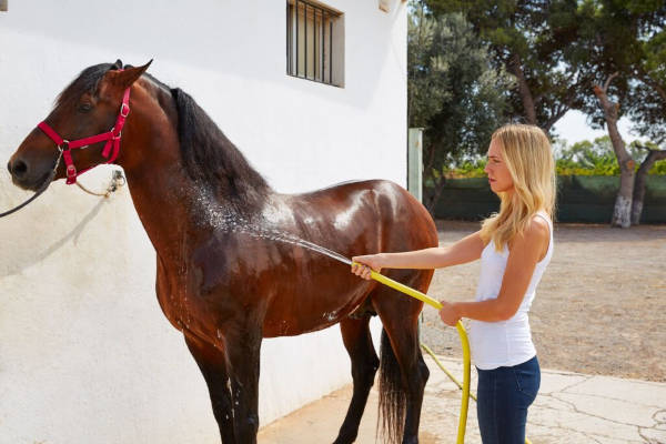 Frau spritzt Pferd mit Wasserschlauch ab