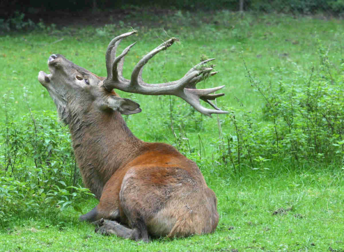 Hirsch röhrt im Park