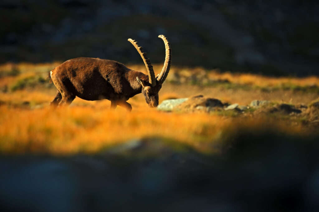 Steinbock in der Natur