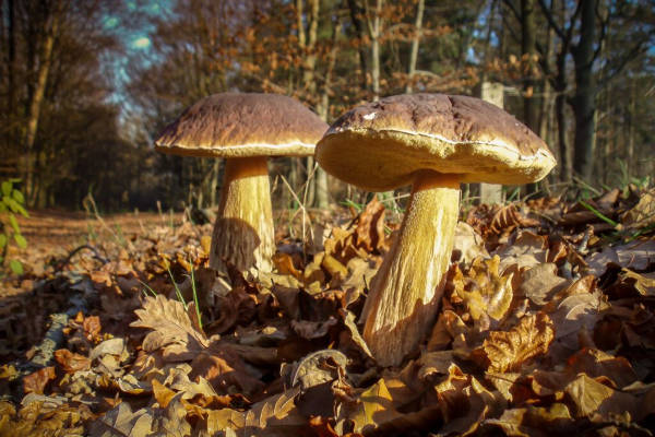 Zwei grosse Steinpilze stehen im Wald