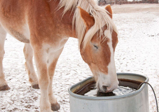 pferd trinkt wasser im winter