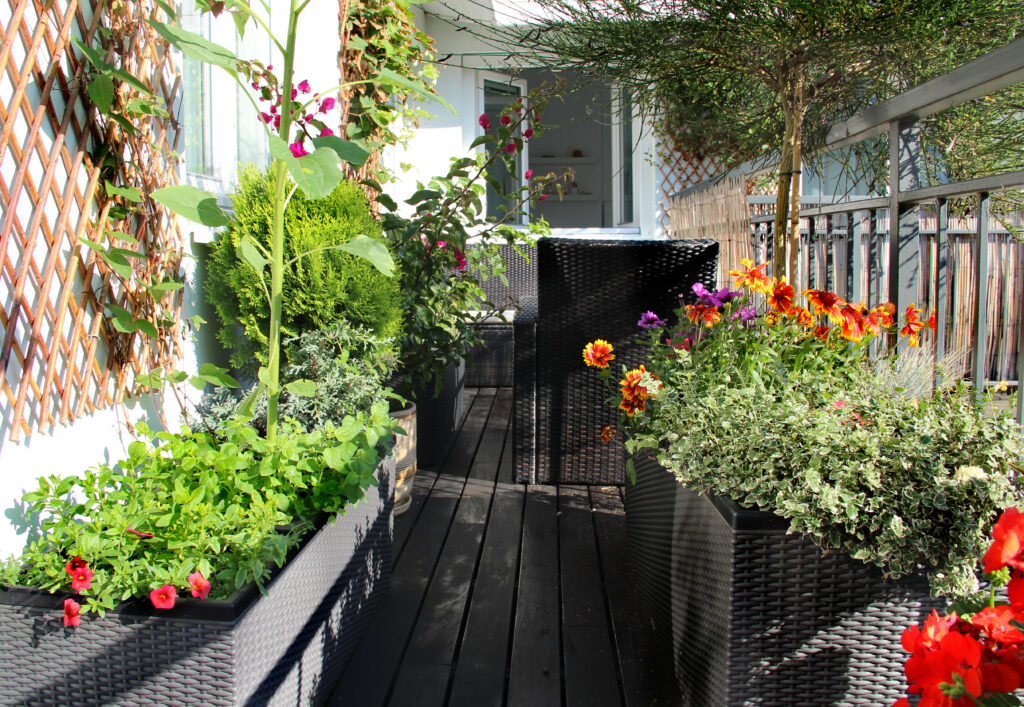 Mix of  beautiful vivid terrace flowers