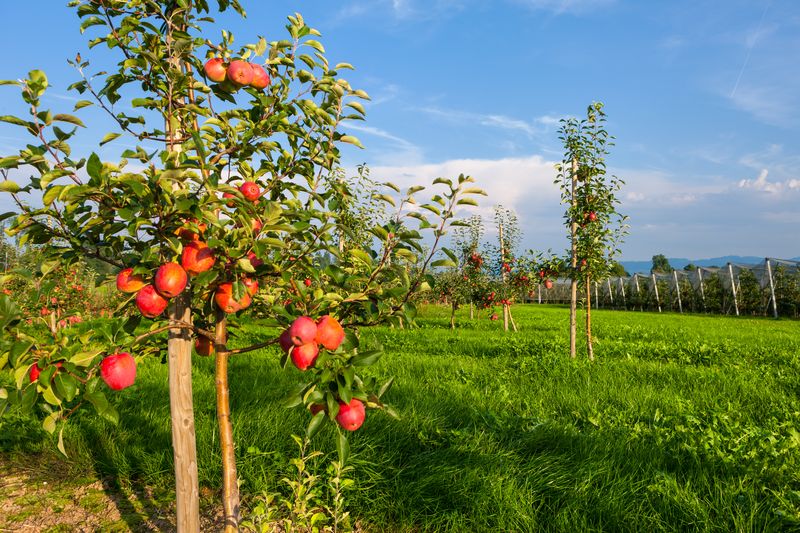Apfelplantagen