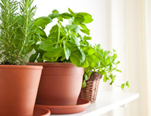 Zimmerpflanzen senken deutlich das Stresslevel und Kräuter liefern doppelten Genuss – beim Pflegen sowie beim Essen
