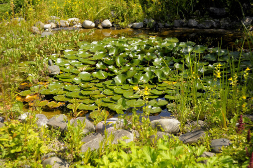 Ein bewachsender Teich im Garten