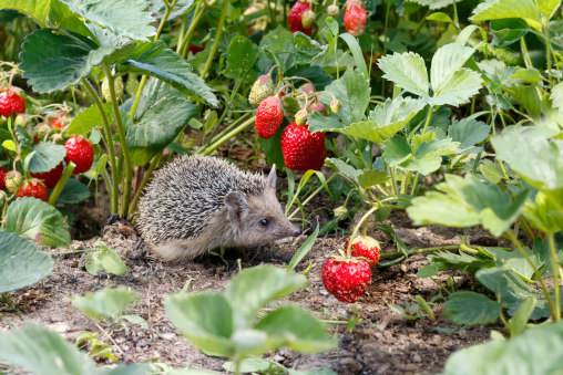 Ein süsser Igel schleicht sich im Garten an die Erdbeeren heran.