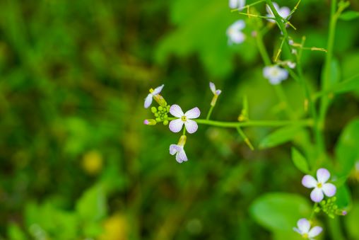 Die weissen Blüten der Acker-Schmalwand